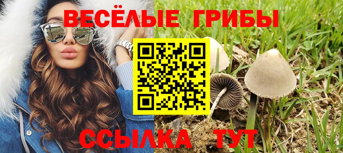 дарнет шоп  Псилоцибиновые грибы Cubensis  Вход с VPN  Губаха  Галлюциногенные грибы прущие грибы 